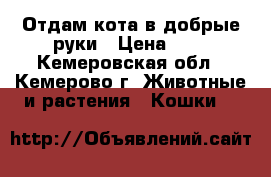 Отдам кота в добрые руки › Цена ­ 1 - Кемеровская обл., Кемерово г. Животные и растения » Кошки   